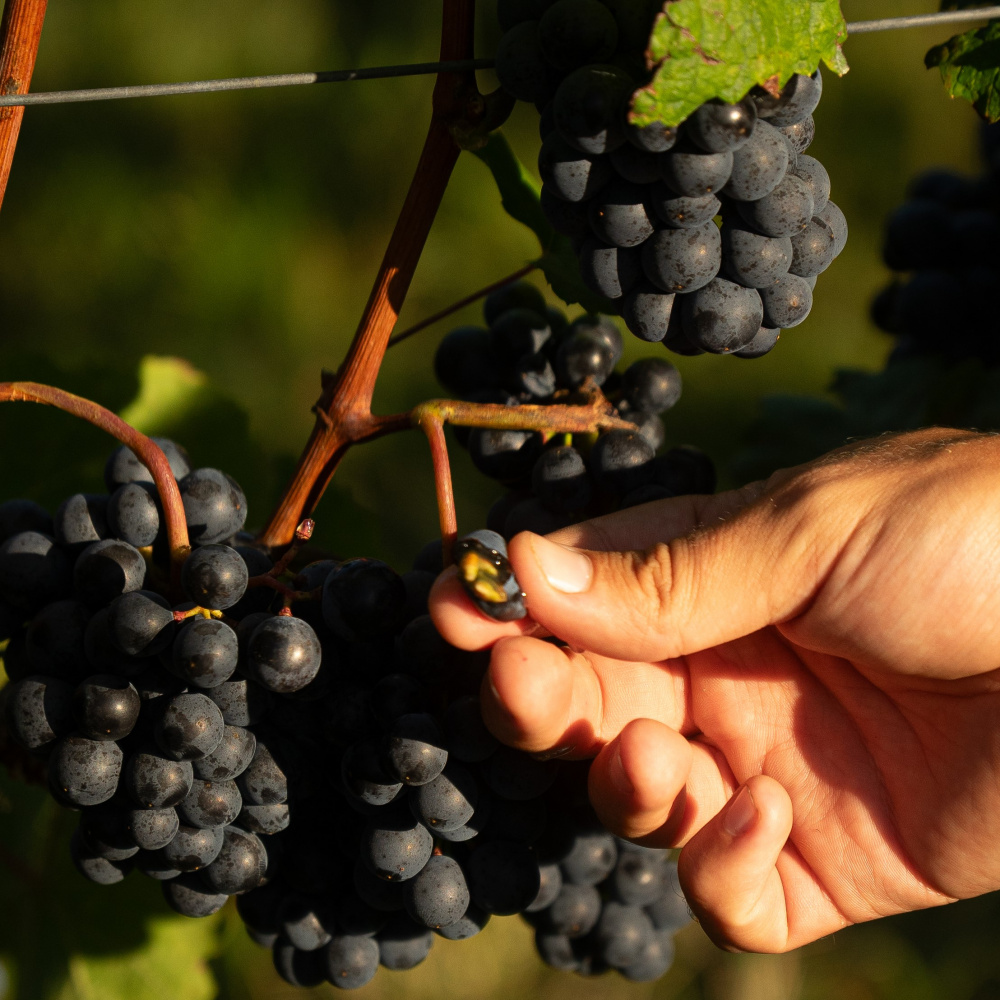 Weingut Gerhard Pimpel Traube Foto